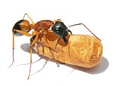 Banded sugar worker ant with cocoon