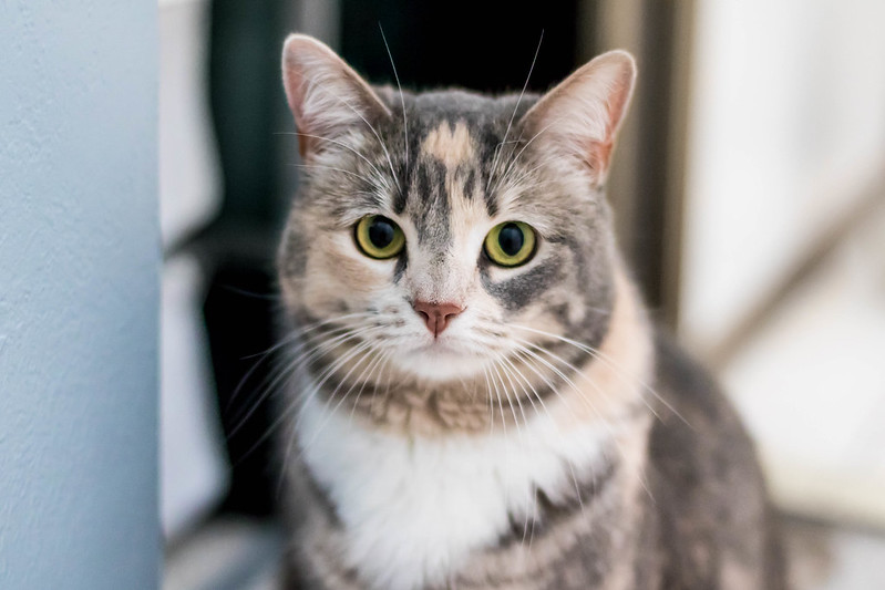 Cat photo