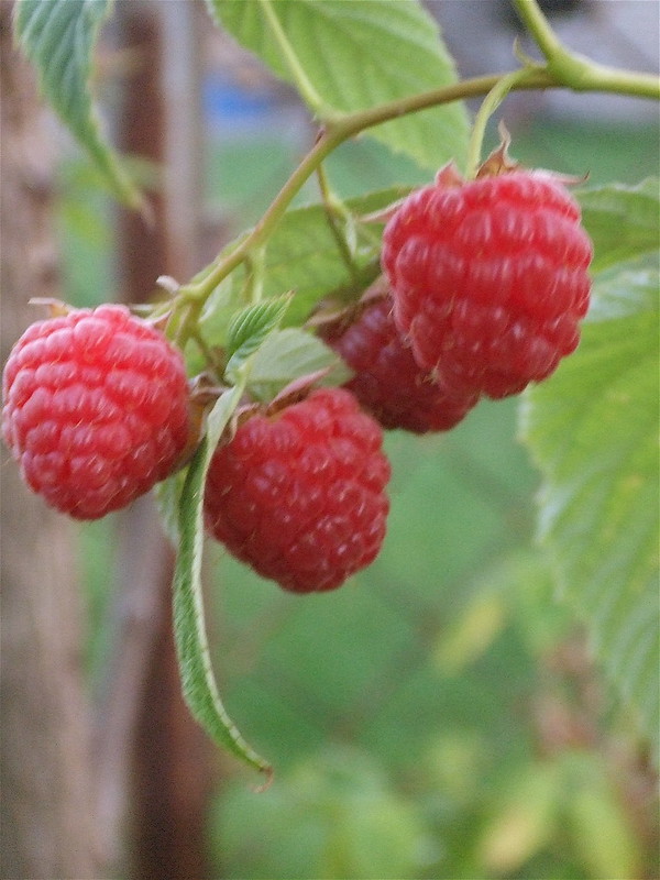 Raspberries on the stem