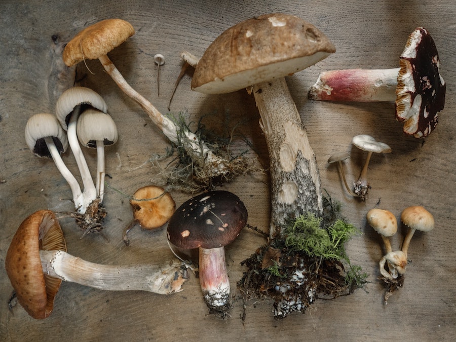 Various mushroom types picked and laid out