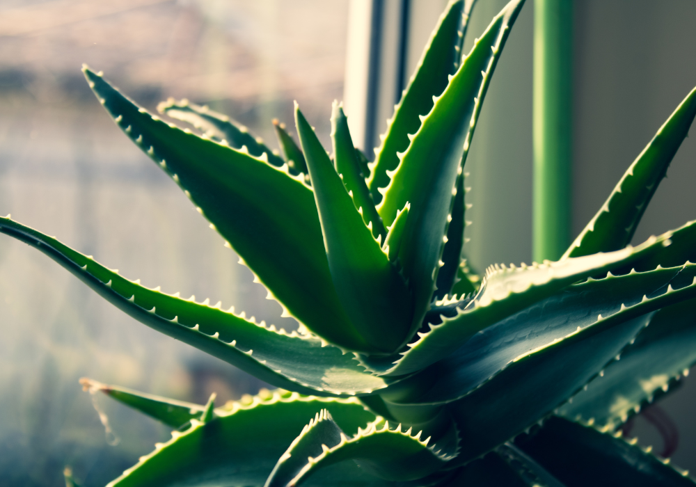 Aloe vera plant